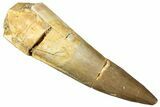Fossil Plesiosaur (Zarafasaura) Tooth - Morocco #296364-1